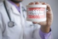 doctor hand holding plastic dental teeth model on table Royalty Free Stock Photo