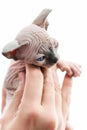Doctor hands tenderly holding kitten of Canadian Sphynx Cat breed Royalty Free Stock Photo