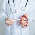 Doctor holding Anatomical kidney Adrenal gland model. disease of Urinary system and Stones, Cancer, world kidney day, Chronic Royalty Free Stock Photo