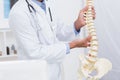 Doctor holding anatomical spine