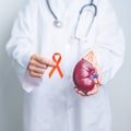 Doctor holding Orange ribbon with kidney Adrenal gland model. Kidney Cancer Awareness March month, disease of Urinary system and