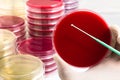 Doctor holding a petri dish in workbench of laboratory