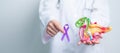 Doctor holding Purple ribbon with human Pancreas model for support Pancreatic cancer November awareness month, Pancreatitis,