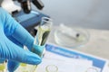 Doctor holding test tube with urine sample for analysis in laboratory, closeup. Space for text Royalty Free Stock Photo