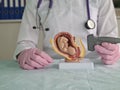Doctor holding transducer for ultrasound examination in front of artificial model of human fetus in uterus