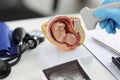 Doctor holding transducer for ultrasound examination in front of artificial model of human fetus in uterus closeup