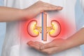 Doctor holding virtual image of inflamed kidneys, closeup Royalty Free Stock Photo