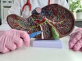 Doctor holds in his hands artificial plastic model of liver and scalpel closeup