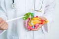 Doctor with human Pancreatitis anatomy model with Pancreas, Gallbladder, Bile Duct, Duodenum, Small intestine. Pancreatic cancer,