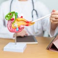 Doctor with human Pancreatitis anatomy model with Pancreas, Gallbladder, Bile Duct, Duodenum, Small intestine and tablet.