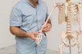 Doctor man pointing on arm of human skeleton anatomical model. Physiotherapist explaining joints model. Chiropractor or