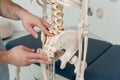 Doctor man pointing on coccyx of human skeleton anatomical model. Physiotherapist explaining joints model. Chiropractor