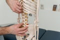 Doctor man pointing on spine of human skeleton anatomical model. Physiotherapist explaining joints model. Chiropractor