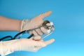 Doctor in medical gloves holding a stethoscope in his hands against a blue background. The concept of cardiology and heart Royalty Free Stock Photo