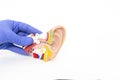 Doctor otolaryngologist holds a mock human ear on a white background. The concept of treatment of otitis media and other