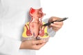 Doctor pointing at model of unhealthy lower rectum with inflamed vascular structures on white background, closeup. Hemorrhoid