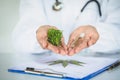 Doctor is researching hemp oil. Cannabis Herb Research, Medical marijuana, CBD hemp oil research