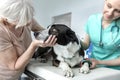 Doctor and senior owner looking at dog on bed in veterinary clinic