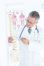 Doctor showing anatomical spine with his pen Royalty Free Stock Photo