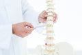 Doctor showing anatomical spine with his pen Royalty Free Stock Photo