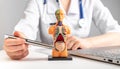 Doctor showing intestines at 3d human model with internal organs. Woman in lab coat sitting at table with laptop Royalty Free Stock Photo