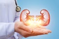 Doctor shows kidney. Royalty Free Stock Photo