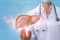 Doctor shows liver in hand . Royalty Free Stock Photo