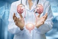 The doctor shows the urinary system Royalty Free Stock Photo