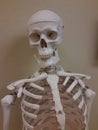 Doctor skeleton in Sheridan Wyoming