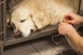 Doctor or student of veterinary medicine installs catheter for a dropper on a Golden Retriever& x27;s paw in the vet Royalty Free Stock Photo