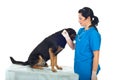 Doctor taking temperature to dog Royalty Free Stock Photo