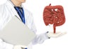 Doctor touch intestine check human intestine Royalty Free Stock Photo
