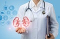 Doctor urologist shows kidneys . Royalty Free Stock Photo