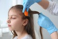 Doctor using nit comb on hair in clinic. Anti lice treatment