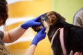 Doctor, vet checking dog& x27;s teeth, doing medical examination of a pet, taking care after well-being of animals Royalty Free Stock Photo