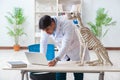 The doctor vet practicing on dog skeleton Royalty Free Stock Photo