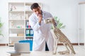 The doctor vet practicing on dog skeleton Royalty Free Stock Photo