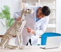 Doctor vet practicing on dog skeleton Royalty Free Stock Photo