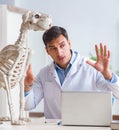 Doctor vet practicing on dog skeleton Royalty Free Stock Photo