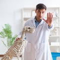 Doctor vet practicing on dog skeleton Royalty Free Stock Photo