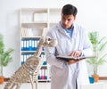 Doctor vet practicing on dog skeleton Royalty Free Stock Photo