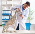 Doctor vet practicing on dog skeleton Royalty Free Stock Photo