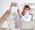 Doctor vet practicing on dog skeleton Royalty Free Stock Photo