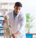 Doctor vet practicing on dog skeleton Royalty Free Stock Photo