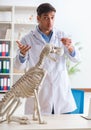 Doctor vet practicing on dog skeleton Royalty Free Stock Photo