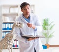 Doctor vet practicing on dog skeleton Royalty Free Stock Photo