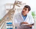 Doctor vet practicing on dog skeleton Royalty Free Stock Photo