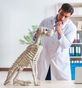 Doctor vet practicing on dog skeleton Royalty Free Stock Photo