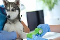 Doctor veterinarian bandaging dog broken paw in clinic Royalty Free Stock Photo