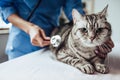 Doctor veterinarian at clinic Royalty Free Stock Photo